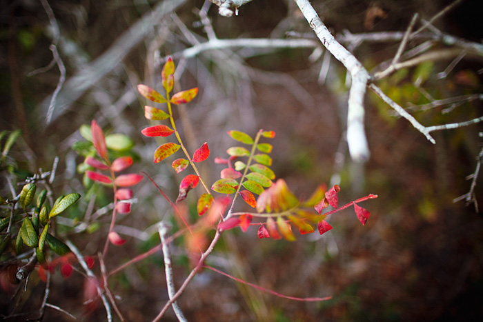 leaves