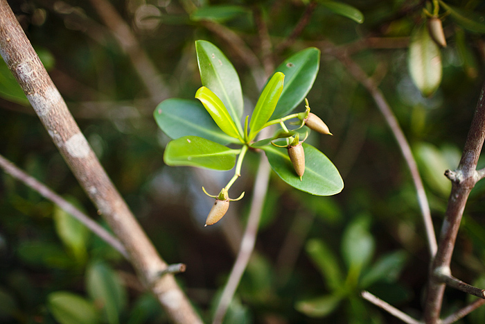 mangrove